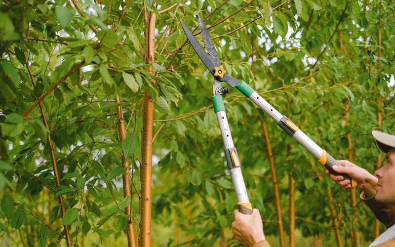 Tree trimming in Readstown, WI